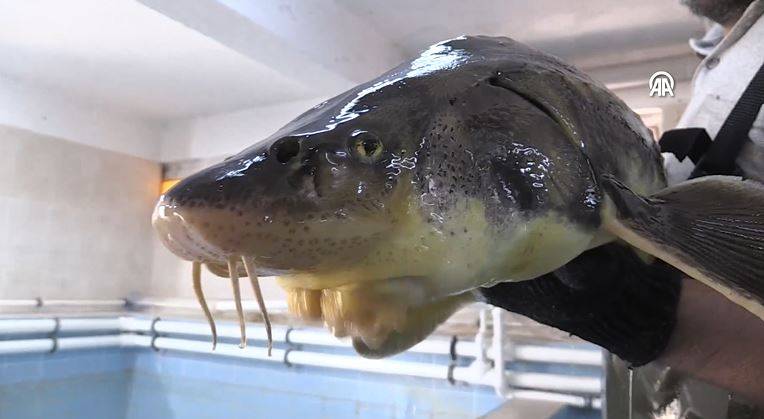 Havyarıyla ünlü balığı Bolu'da yetiştirdiler 13